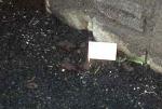 Pooflags campaign (pics this time)