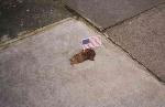 Pooflags campaign (pics this time)