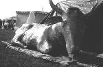 at the camp: the golden cow is thirsty