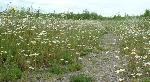 Flowers (feverfew?) in Shaw forest phase 1