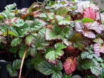 One of the rubus family used as ground cover in forest gardens