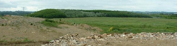 Phase 1 of Shaw forest, viewed from phase 2 (not planted yet)