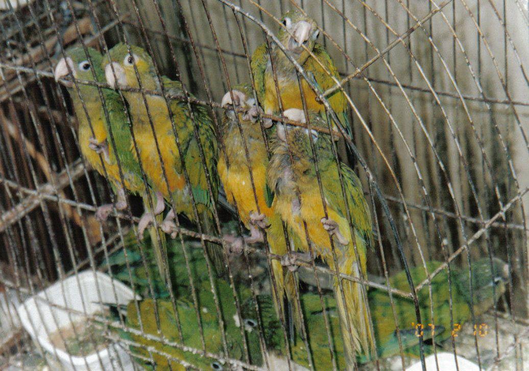 Vendidos Wild birds in free fair of the Bahia, Brazil.