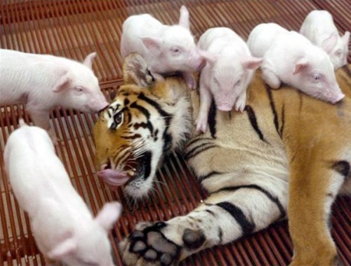 one celtic tiger will not be spawning capitalist piggies or slavic tigers