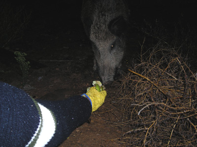 BOAR LIBERATED, FOR BARRY (Spain)