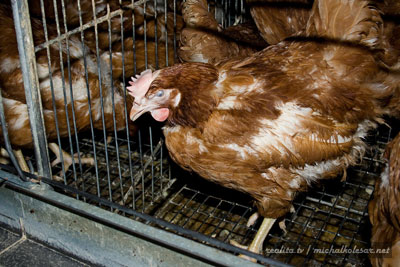 16 hens rescued in the Czech Republic