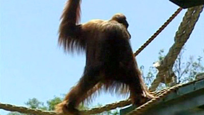 Karta the orangutan attempts escape from Adelaide Zoo, Australia