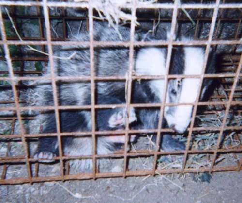 Badger cub caught in a trap, waiting to be killed.