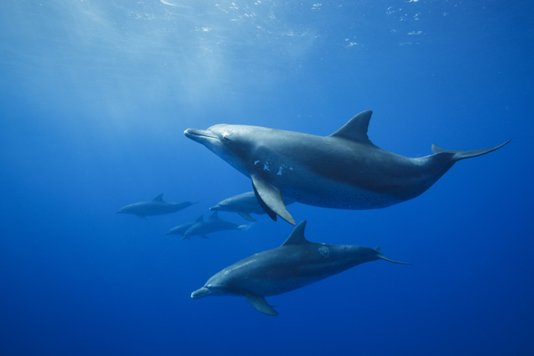 Bottlenose dolphins in the wild. Photo © Eric Cheng echeng.com