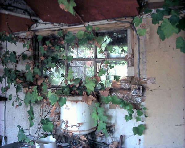 This ivy in the kitchen had grown THROUGH the window putty into the building!