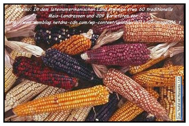 Mexiko-Mais