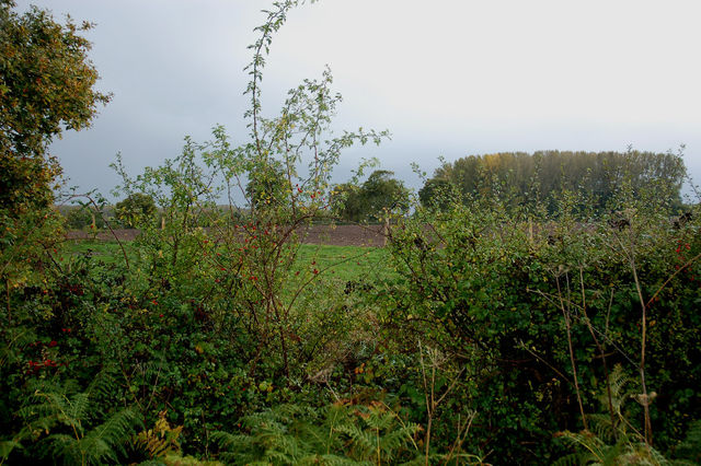 Site through the hedgerow