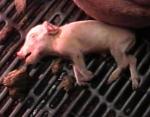 Dying piglet