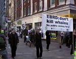 EBRD - Don't Kill Whales