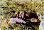Imasge - Victims of The Halabja Massacre in 1988.