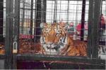 Tiger caged at 'Great' British Circus