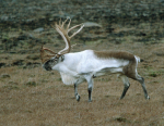 Just one of many species threatened by Karahnjukar dams - 3rd of the populat