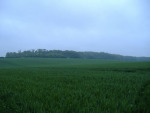 view across the fields to the woods