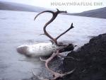 Reindeer caught by the daming of the Jokulsa a Bru river, Karahnjukar, Iceland