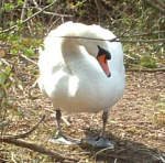 The Radley Swan