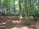 Crowds walking through the forests ...