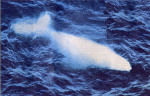Migaloo the white humpback whale