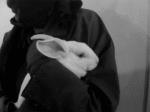 Highgate Rabbit Farm raided by the ALF