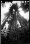 Spooner! is a 297 foot tall Coast Redwood located in Scotia, Ca USA