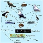 A coastal food web in Alaska based on primary production by phytoplankton