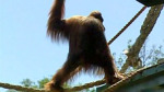 Karta the orangutan attempts escape from Adelaide Zoo, Australia