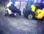Downed Cow forklift-pushed into fence