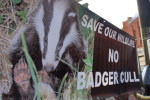 No badger cull