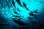 Bluefin tuna swimming in a tuna sea pen. Photo by Marco Carè/Marine Photobank