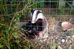 Badger cub awaiting vaccination