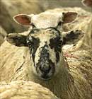 Foot and mouth (comment and pics) (1)