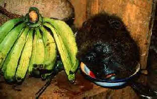 UN:Great Apes Dead in 5 years