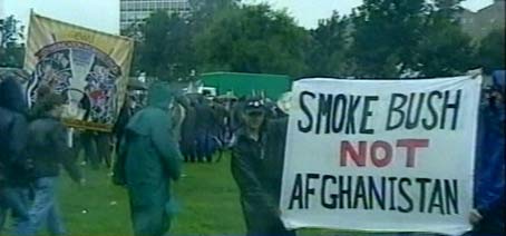 Smoke Bush Not Afganistan - Picture