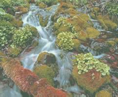 Anti-Globalization 'Membership Card' - no we are not a club, but..