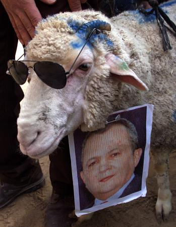 Palestinians hurt animals