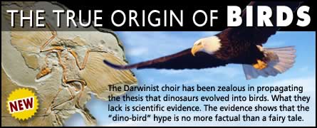 The Myth of Bird Evolution