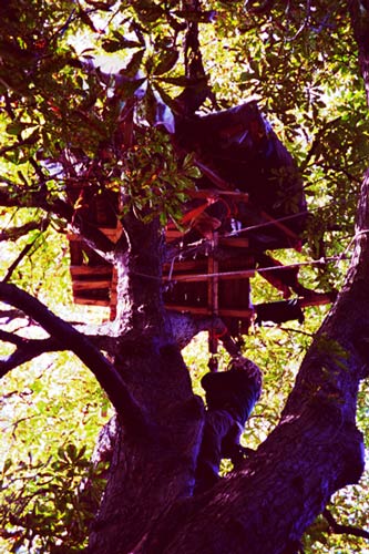 Belgium forest camp eviction underway