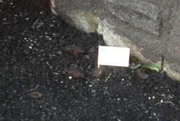 Pooflags campaign (pics this time)