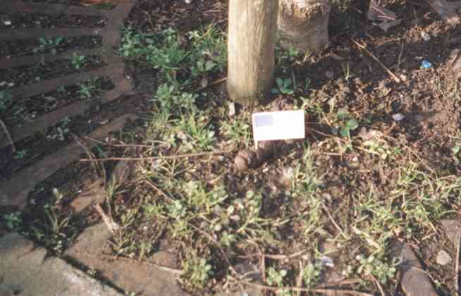 Pooflags campaign (pics this time)