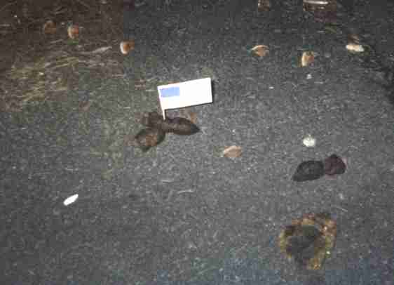 Pooflags campaign (pics)