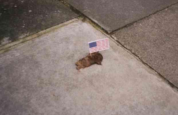 Pooflags campaign (pics)