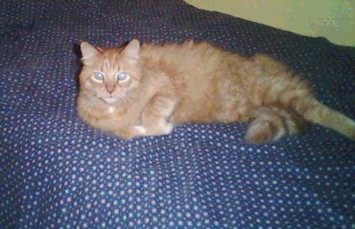 Famous Cat Obituary: Dr. Ropes, March 9th 2003, Montreal