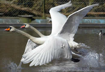 Anti-Capitalist Popular Front