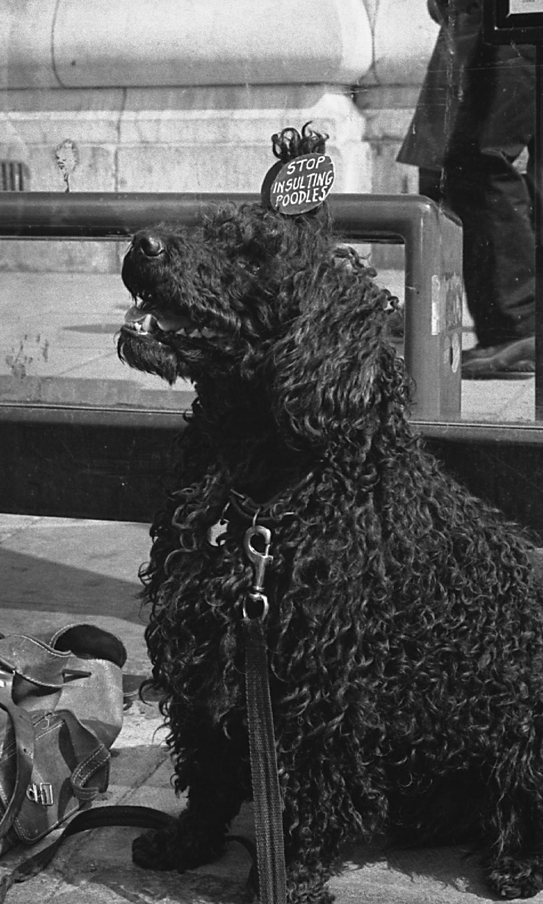 Voices against the War.