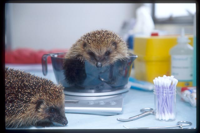 Hedgehogs being killed