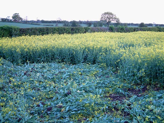 Midlands G M Trial destroyed at 12th hour